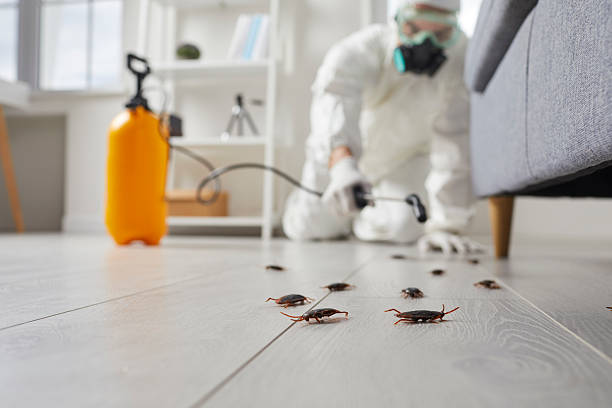 Post-Treatment Bed Bug Interceptor Monitoring in Darien